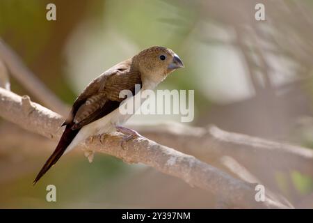 African silverbill (Lonchura cantans), perching on a branch, side view, Oman Stock Photo