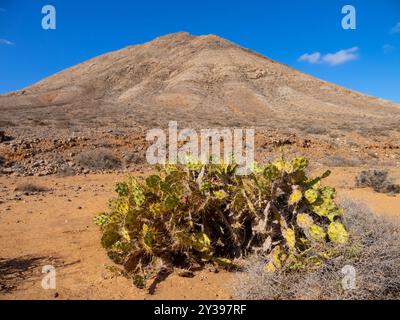 prickly pears (Opuntia spec.), Prickly pear cactus on Fuerteventura, Canary Islands, Fuerteventura Stock Photo