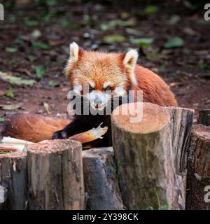 Red panda (Ailurus fulgens), Chengdu, Sichuan, China Stock Photo