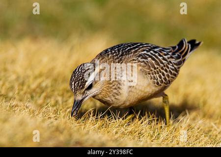 dotterel, Speedy dotterel (Charadrius morinellus, Eudromias morinellus), juvenile searching for food, Italy, Tuscany Stock Photo