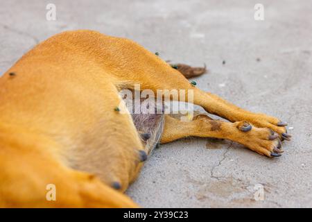 dead dog corpse on the ground with flies over Stock Photo