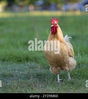 Green and grassy field near Raeford North Carolina with a free ranging buff Orpington chicken rooster that looks mad and ready to fight. Stock Photo