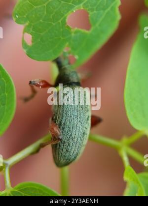 (Phyllobius glaucus) Insecta Stock Photo - Alamy