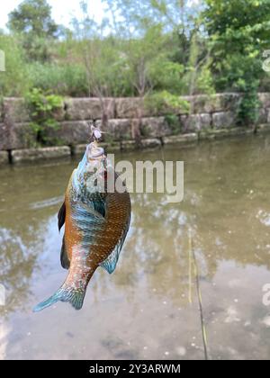 Longear Sunfish Complex (Lepomis megalotis) Actinopterygii Stock Photo