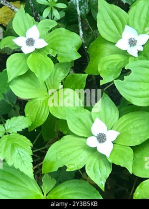 Western Bunchberry (Cornus unalaschkensis) Plantae Stock Photo