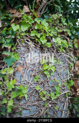 Ivy growing on wall Stock Photo