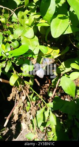 Zebra Blue (Leptotes plinius) Insecta Stock Photo - Alamy