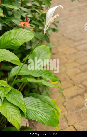 Zurich, Switzerland, March 9, 2024 Spathiphyllum Wallisii or peace lily plant at the botanical garden Stock Photo