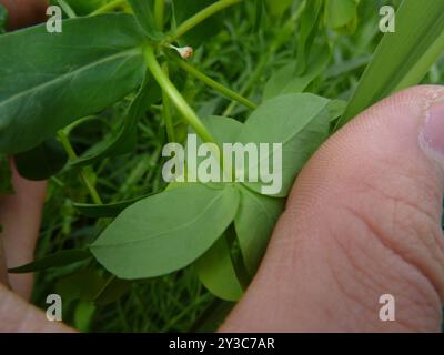 broad leaved spurge (Euphorbia platyphyllos) Plantae Stock Photo