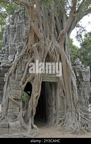 Strangler fig, Ficus altissima, Ta Som, Angkor, Cambodia, Asia Stock Photo