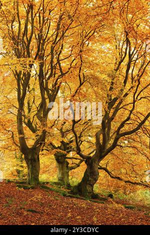 Gnarled old beech trees in the Hutewald forest in autumn in full autumn colour, Hutewald Halloh, Kellerwald, Bad Wildungen, Hesse, Germany, Europe Stock Photo