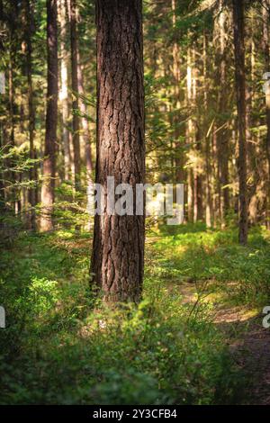 A single tree trunk in the forest, illuminated by sunlight and surrounded by green foliage, Unterhaugstett, Black Forest, Germany, Europe Stock Photo