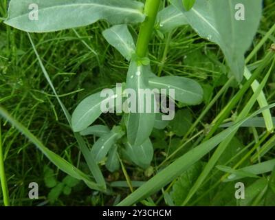 broad leaved spurge (Euphorbia platyphyllos) Plantae Stock Photo