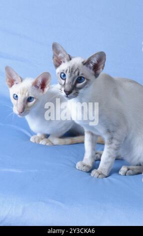 Siamese cat red-silver-tabby and seal-silver-tabby reddish colouring and brownish colouring Siblings two males, both 5 months old Stock Photo