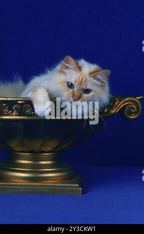 Birman cat, Birman, cat, 2 years old, red-tabby-point Stock Photo