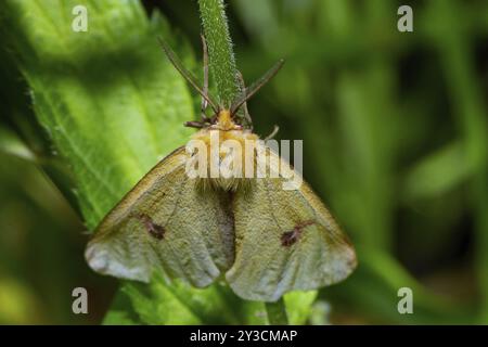 clouded buff male with closed wings sitting on green stalk from behind Stock Photo