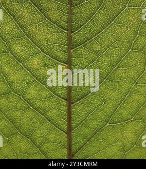 Full frame close up of an green early autumn leaf showing veins and cells Stock Photo