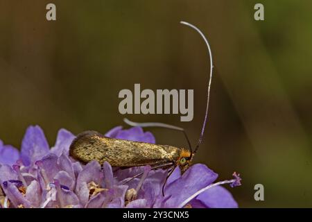 Scabiosa longhorned moth (Nemophora metallica) Butterfly with closed wings sitting on pink flowers seen on the right Stock Photo