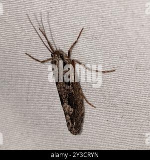 Giant Casemaker Caddisflies (Phryganeidae) Insecta Stock Photo - Alamy