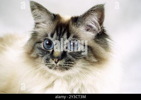 SACRED BIRMAN CAT, BIRMAN CAT, SACRED CAT OF BIRMA, SEAL-TABBY-POINT, PORTRAIT Stock Photo