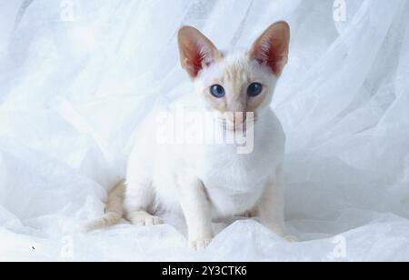 Siamese cat red-silver-tabby reddish colouring male, 5 months old Stock Photo