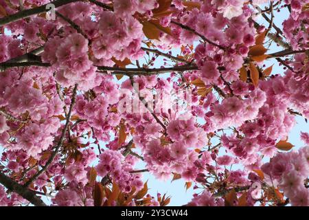 Soft pink cherry blossom flowers on a tree surrounded by leaves and branches against a blue sunlit spring sky Stock Photo