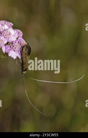 Scabiosa longhorned moth (Nemophora metallica) Butterfly with closed wings hanging from pink flowers looking down to the right Stock Photo