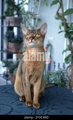 Abyssinian tomcat Stock Photo