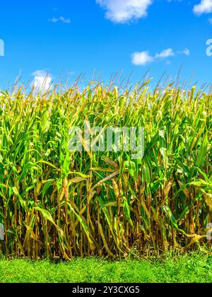 Ripening Maize / Sweet Corn (Zea mays) in central France - Martizay, Indre (36), France. Stock Photo
