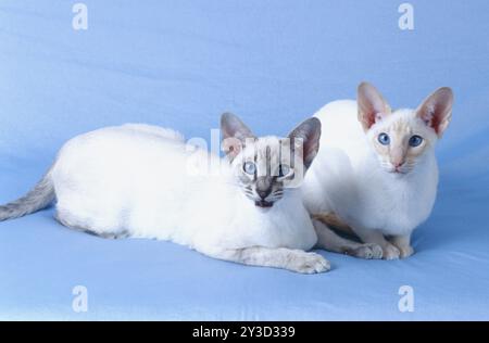 Siamese cat red-silver-tabby and seal-silver-tabby reddish colouring and brownish colouring Siblings two males, both 5 months old Stock Photo