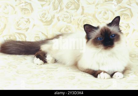 Birman cat seal-point female, one year old Stock Photo