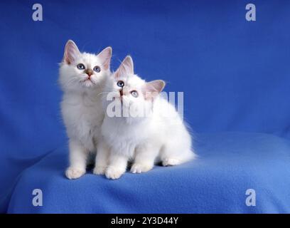 Birman cat, kitten, seal, seal-tabby, 12 weeks old Stock Photo