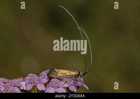 Scabiosa longhorned moth (Nemophora metallica) Butterfly with closed wings sitting on pink flowers seen on the right Stock Photo