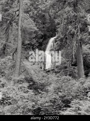 BW02149-00....WASHINGTON -  Tom Creek Falls along the Hoh River Trail in the Hoh Rainforest, Olympic National Park. Stock Photo