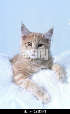 Main-Coone cat cream-classic-tabby cat 16 weeks old Stock Photo - Alamy