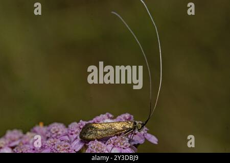 Scabiosa longhorned moth (Nemophora metallica), moth with closed wings sitting on pink flowers seen on the right Stock Photo