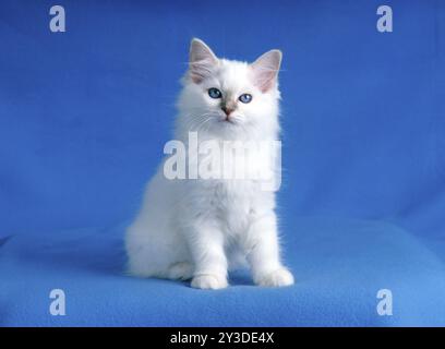 Birman cat, kitten, seal, seal-tabby, 12 weeks old Stock Photo