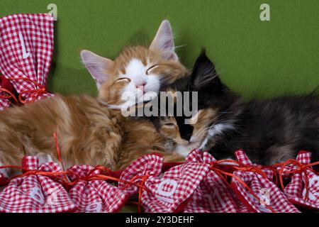 Kittens 12 weeks old, black- tortie-tabby and red-tabby-white Stock Photo