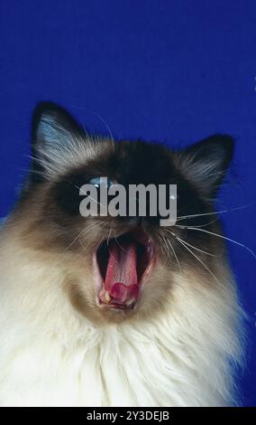 Birman cat, Birman, male, 5 years, sealpoint, yawns Stock Photo