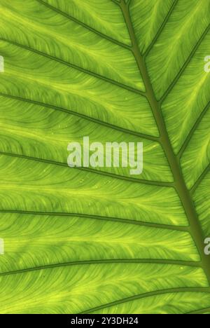 Close-up of a taro leaf, Khao Rang, Phuket Town, Phuket, Thailand, Asia Stock Photo