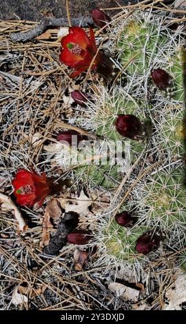 Echinocereus bakeri) Plantae Stock Photo - Alamy