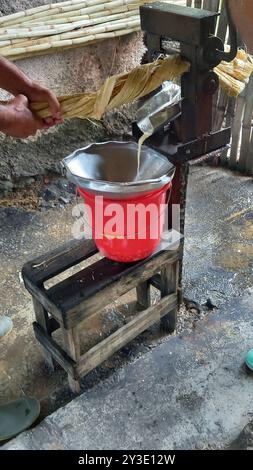 Pressing sugar cane to obtain juice demonstration in the woods of the outskirts of the Colonial and UNESCO Heritage site of Trinidad, Cuba, 2024. Rum is made from the molasses of sugar cane. Stock Photo