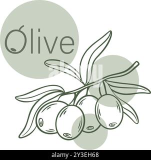 Sketch branch with ripe fresh olives. Fruits on twig with foliage vintage hand engraving. Organic raw material for the production of vegetable oil Stock Vector
