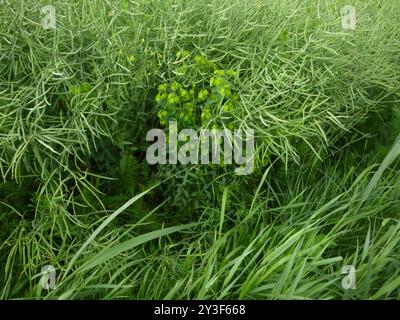 broad leaved spurge (Euphorbia platyphyllos) Plantae Stock Photo