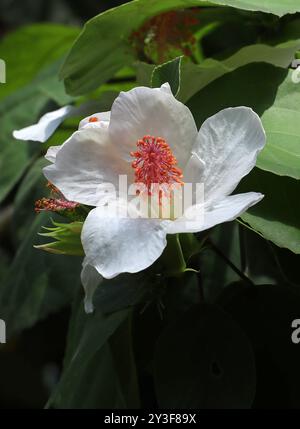 Hawaiian White Hibiscus or White Kauai Rosemallow, Hibiscus waimeae, Malvaceae. Hawaii, USA. Stock Photo