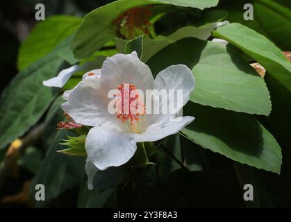 Hawaiian White Hibiscus or White Kauai Rosemallow, Hibiscus waimeae, Malvaceae. Hawaii, USA. Stock Photo