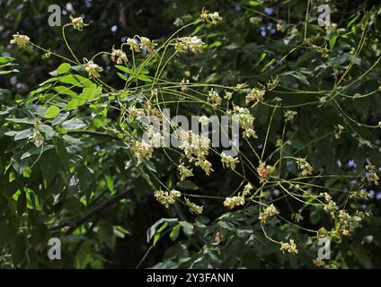 Japanese Pagoda Tree, Chinese Scholar Tree or Pagoda Tree, Styphnolobium japonicum, syn. Sophora japonica, Fabaceae. China. Stock Photo