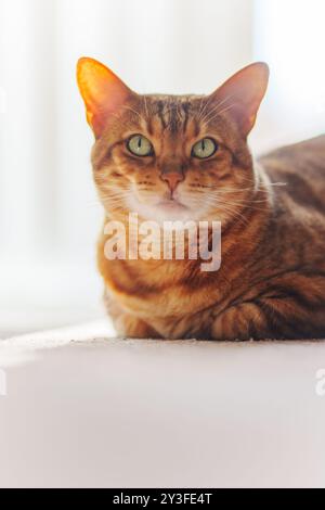 Bengal cat looking at camera. Closeup portrait, white home background. Stock Photo
