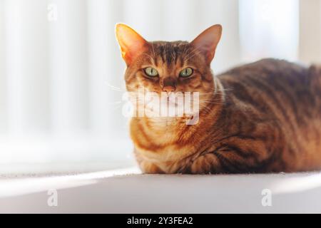 Bengal cat looking at camera. Closeup portrait, white home background. Stock Photo