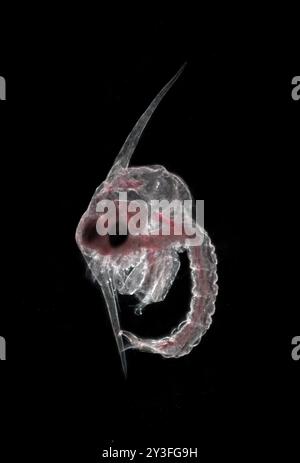 Zoeae Crab larva zoea, darkfield photomicrograph Stock Photo - Alamy